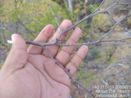 Bursera paradoxa Guevara & Rzed.