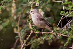 Bradornis microrhynchus
