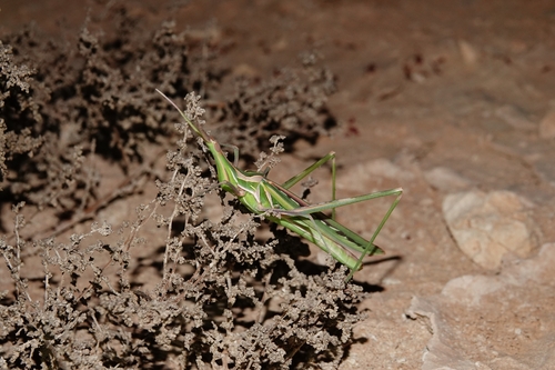 Truxalis nasuta