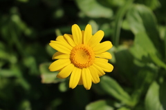 Coleostephus myconis