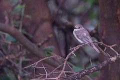 Bradornis microrhynchus