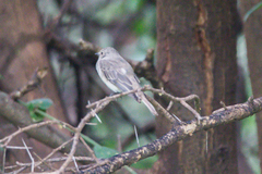 Bradornis microrhynchus