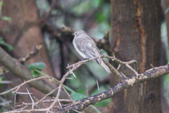 Bradornis microrhynchus