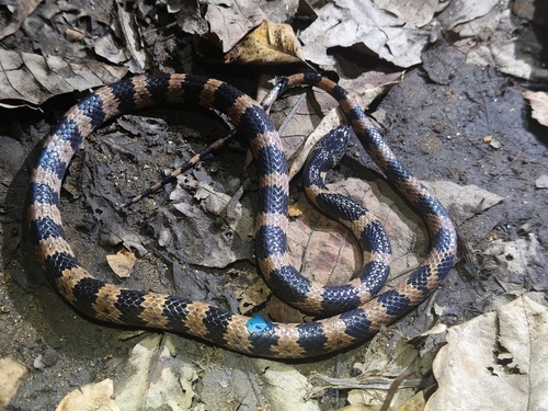 Panzhihua Wolf Snake