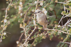 Bradornis microrhynchus