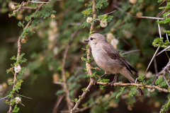 Bradornis microrhynchus