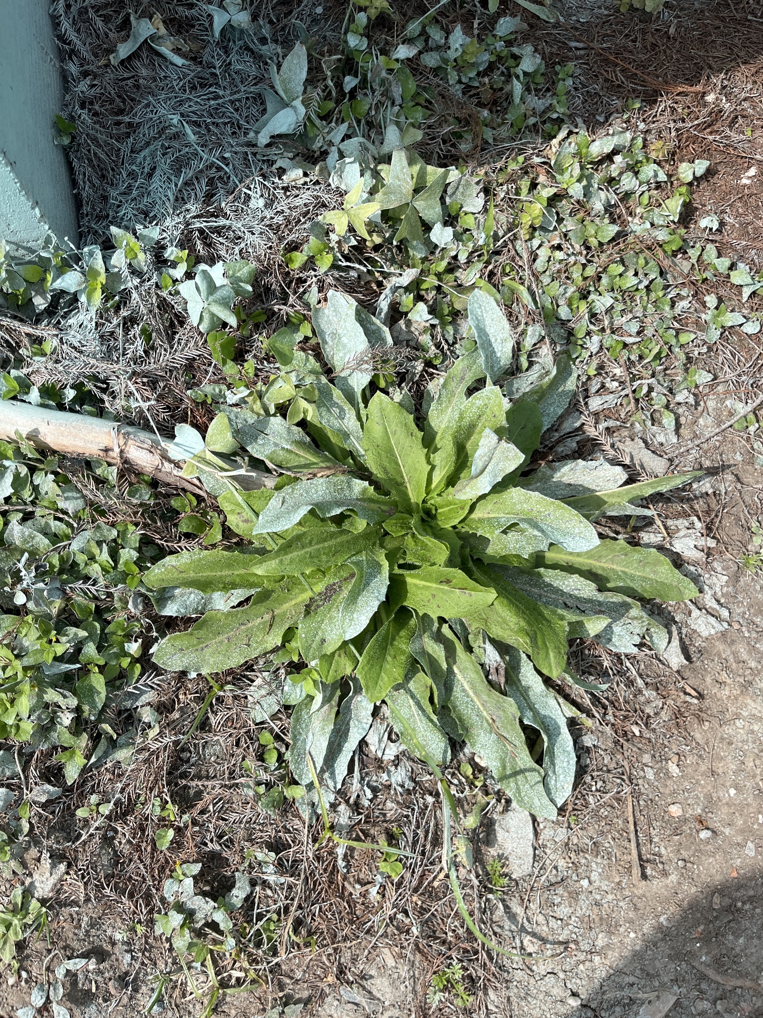 Brazilian Cat's Ear (Hypochaeris chillensis)