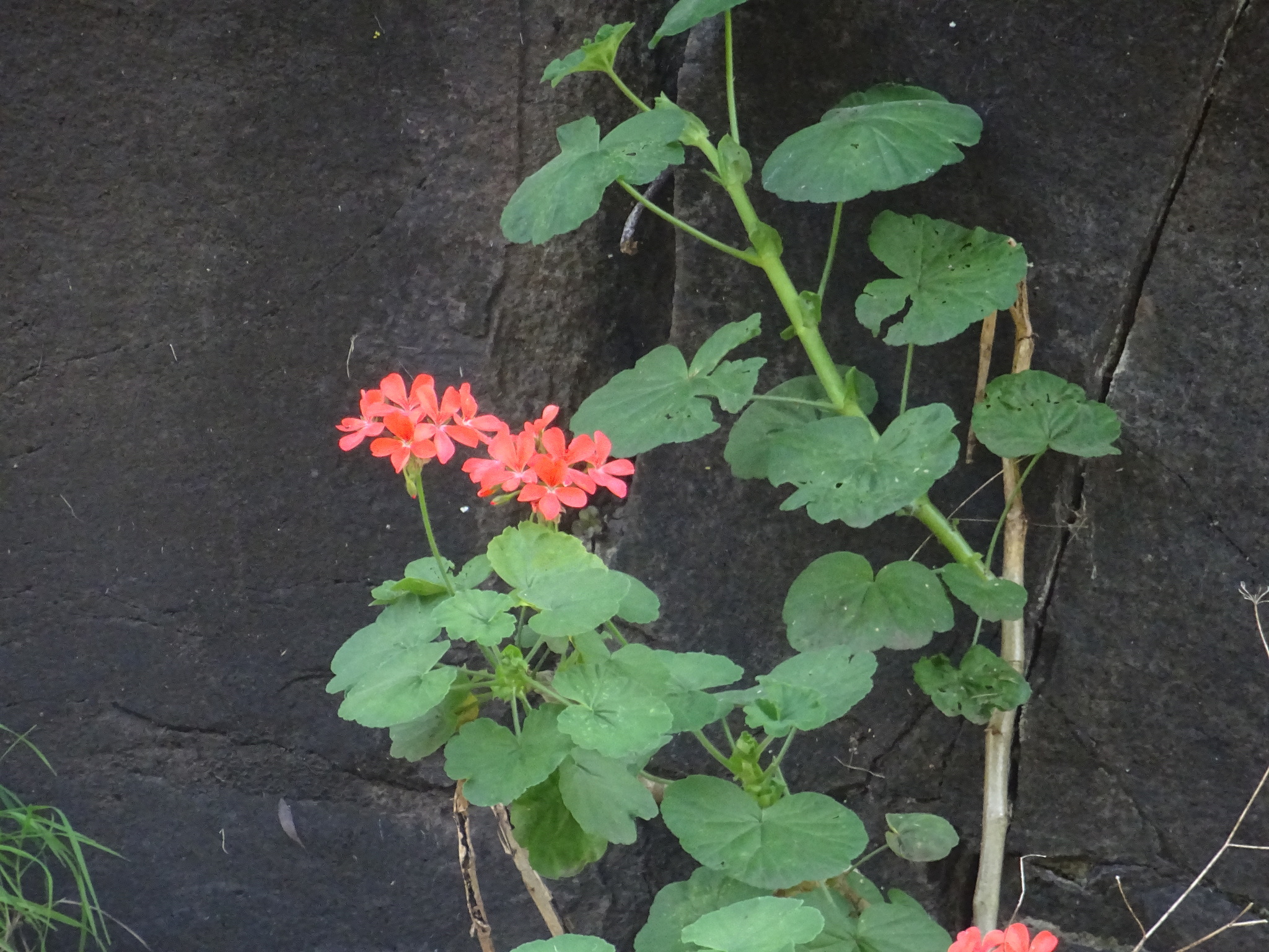 Imagem de Malva cheirosa