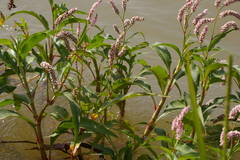 Persicaria senegalensis