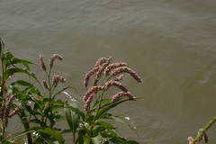Persicaria senegalensis