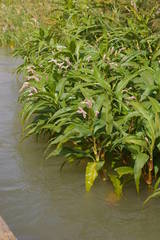 Persicaria senegalensis