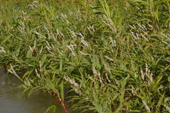 Persicaria senegalensis