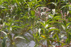 Persicaria senegalensis