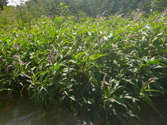 Persicaria senegalensis