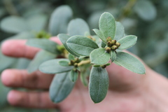 Dasyphyllum popayanense