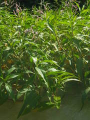 Persicaria senegalensis