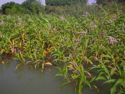 Senegalese Knotgrass