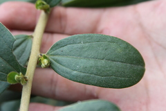 Dasyphyllum popayanense