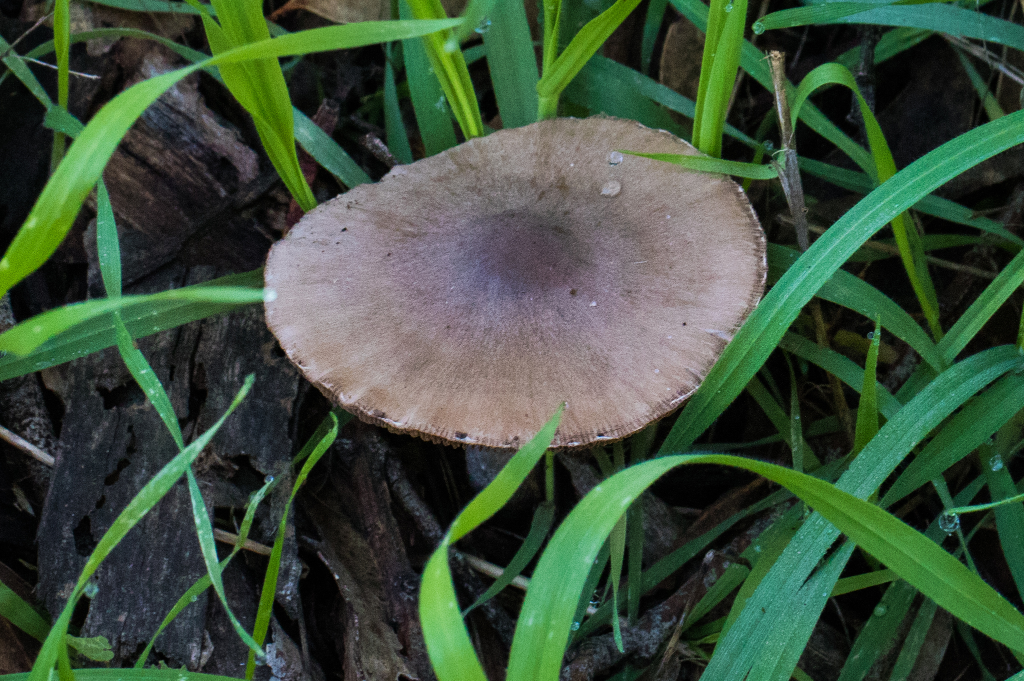 Psathyrella uliginicola image