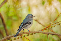 Gran Canaria Blue Chaffinch photo 2