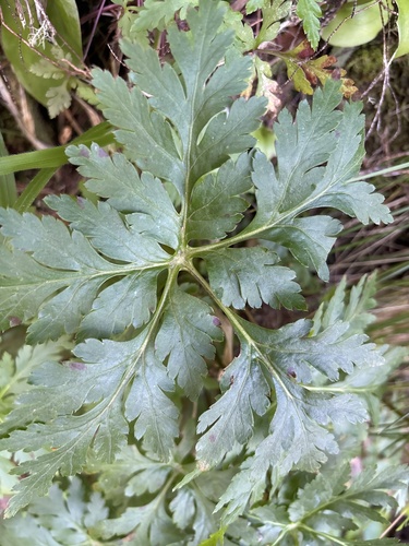Canary island geranium
