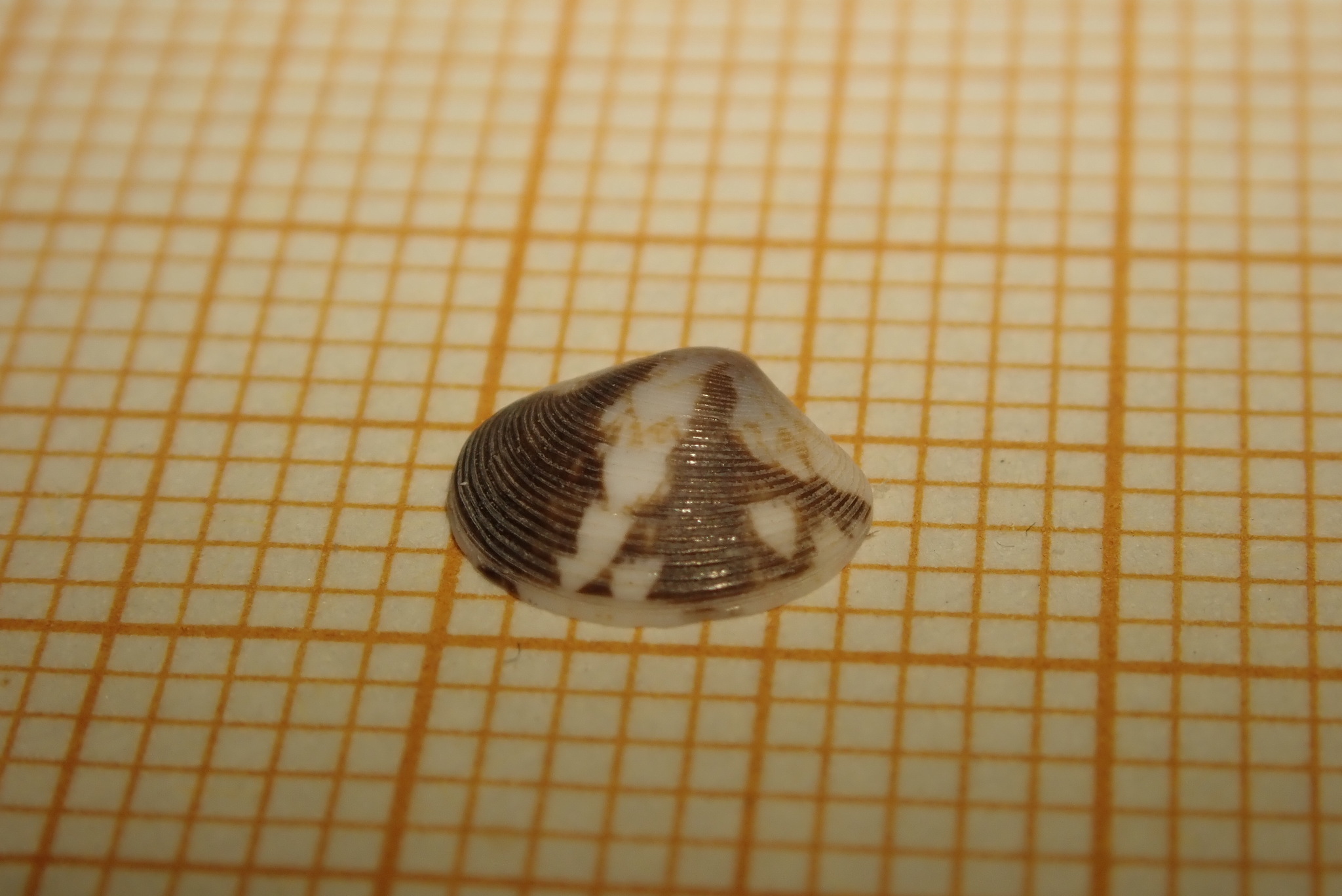 Gouldia (Gouldia) minima