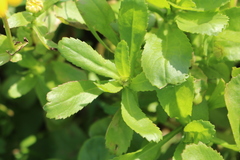 Coleostephus myconis