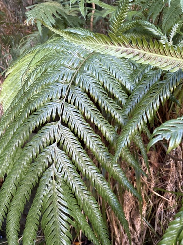 Pteris incompleta, photograph 4