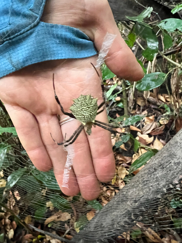 Argiope flavipalpis