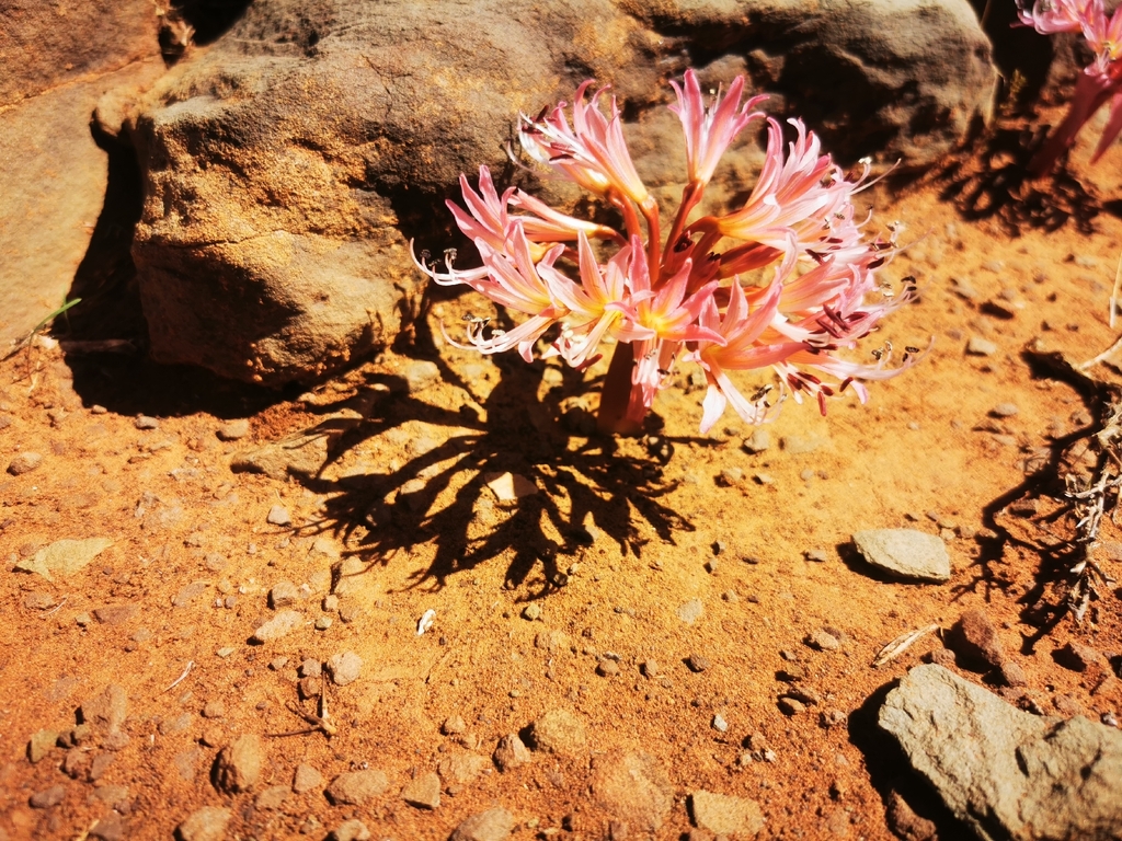 Brunsvigia comptonii, Karoo Hoogland Municipality, South Africa