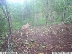 Canis latrans impavidus