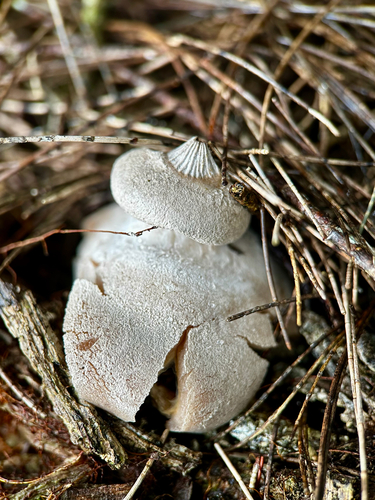 Geastrum, 2026-02-13