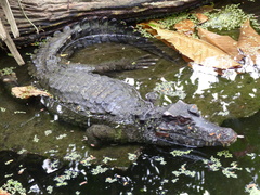Schneider's Smooth-Fronted Caiman photo 5
