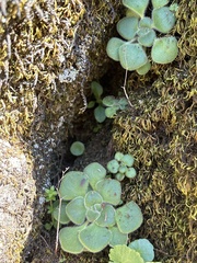 Aichryson villosum, photograph author not stated, no rights reserved