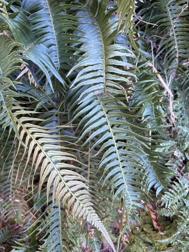 Madeiran sickle fern (Polystichum falcinellum)