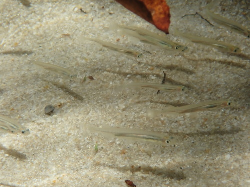 Nieuw-Zeelandse spiering (Retropinna retropinna) — Retropinnidae — 4