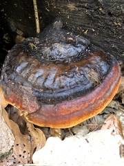 Fomitopsis pinicola
