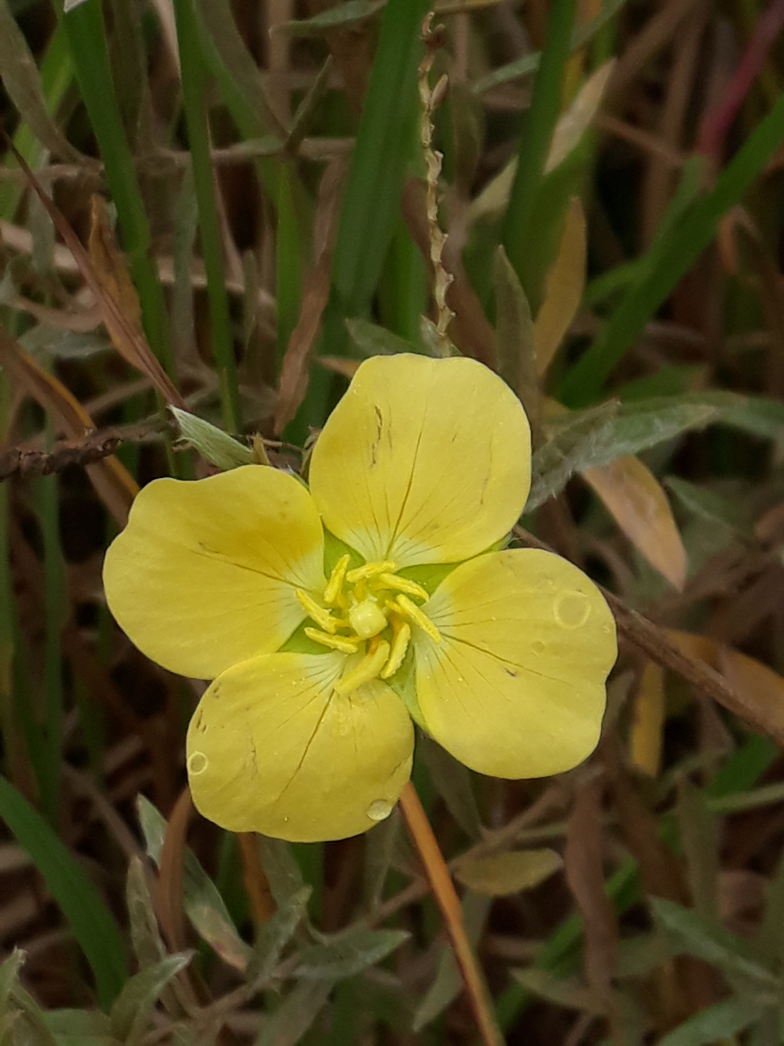 Ludwigia sericea