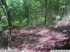 Canis latrans impavidus