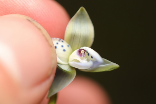 spotted sun-orchid (Thelymitra ixioides)