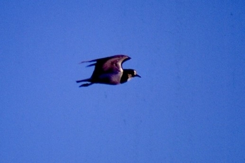 Northern Lapwing
