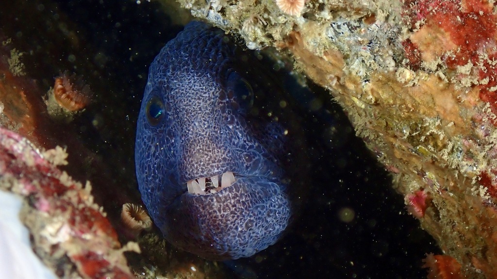 Blue-grey wolf eel tucked into a crevice on a reef