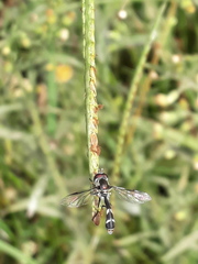 Dioprosopa clavata