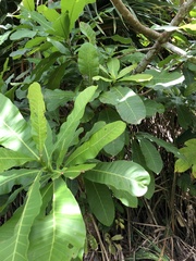 Anacardium