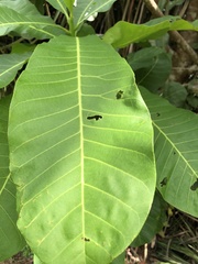 Anacardium