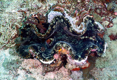 Tridacninae