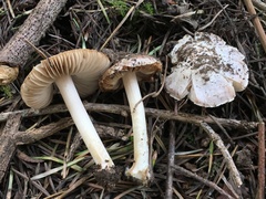 Inocybe albodisca