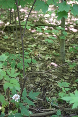 Actaea × ludovicii
