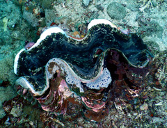 Tridacninae
