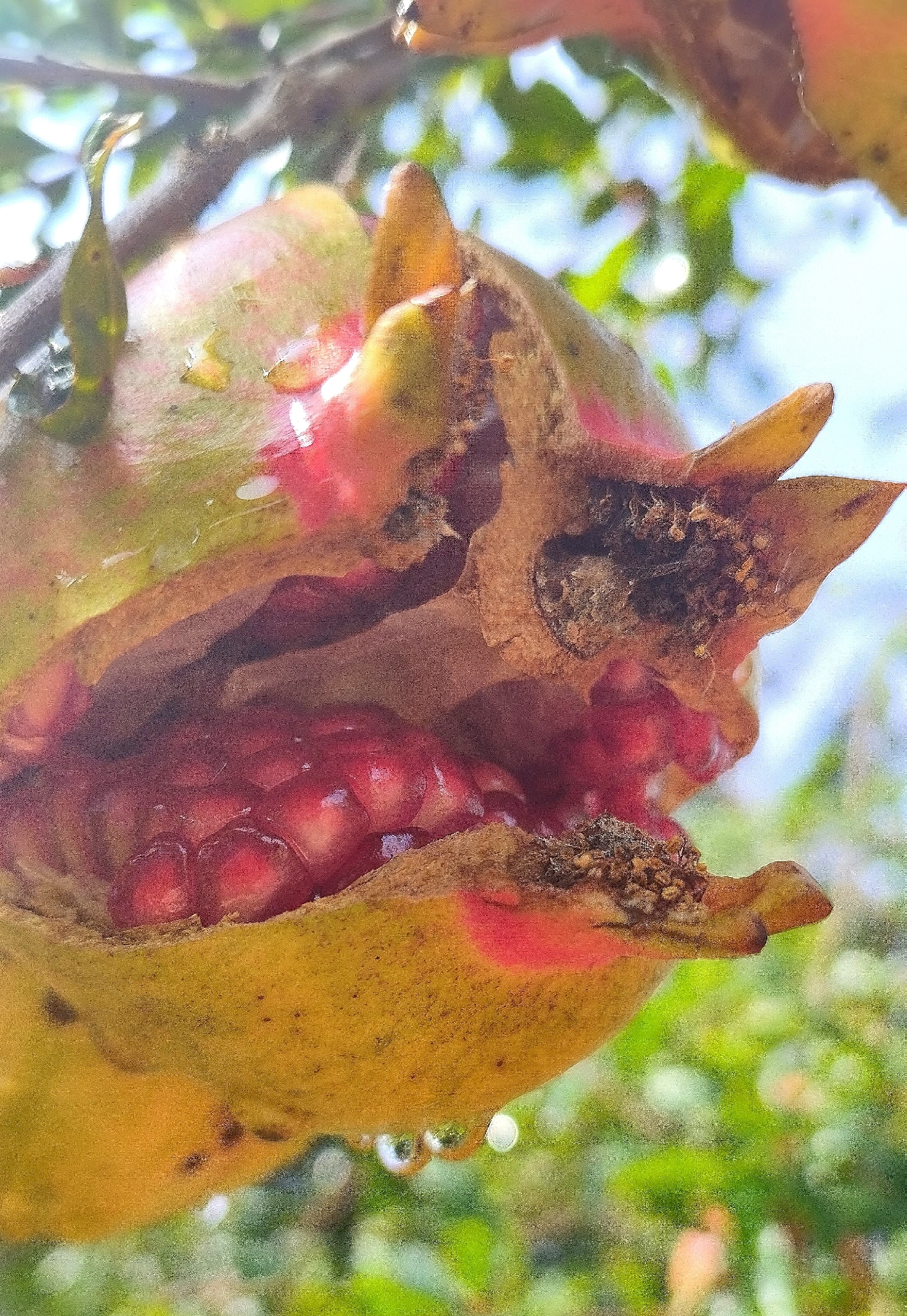 Punica granatum